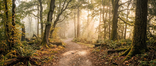 Lichter Waldweg im sanften Morgenlicht